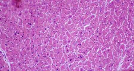 image/v-62g.jpg, 25.6K