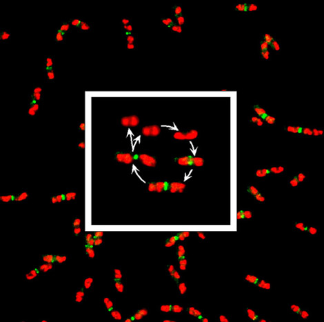 Cell Cycle