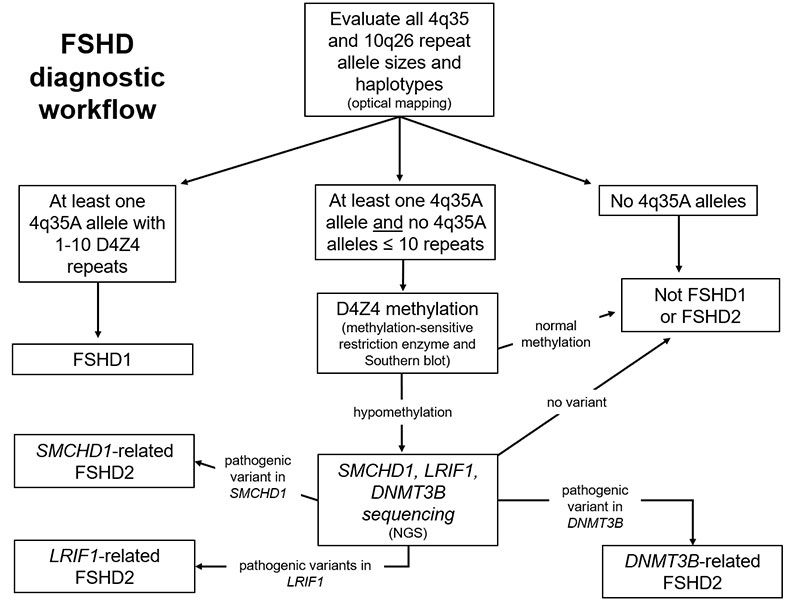 FSHD Diagnostic Workflow Diagram
