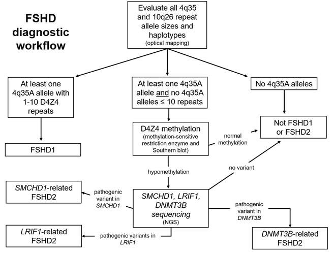 FSHD diagnostic workflow